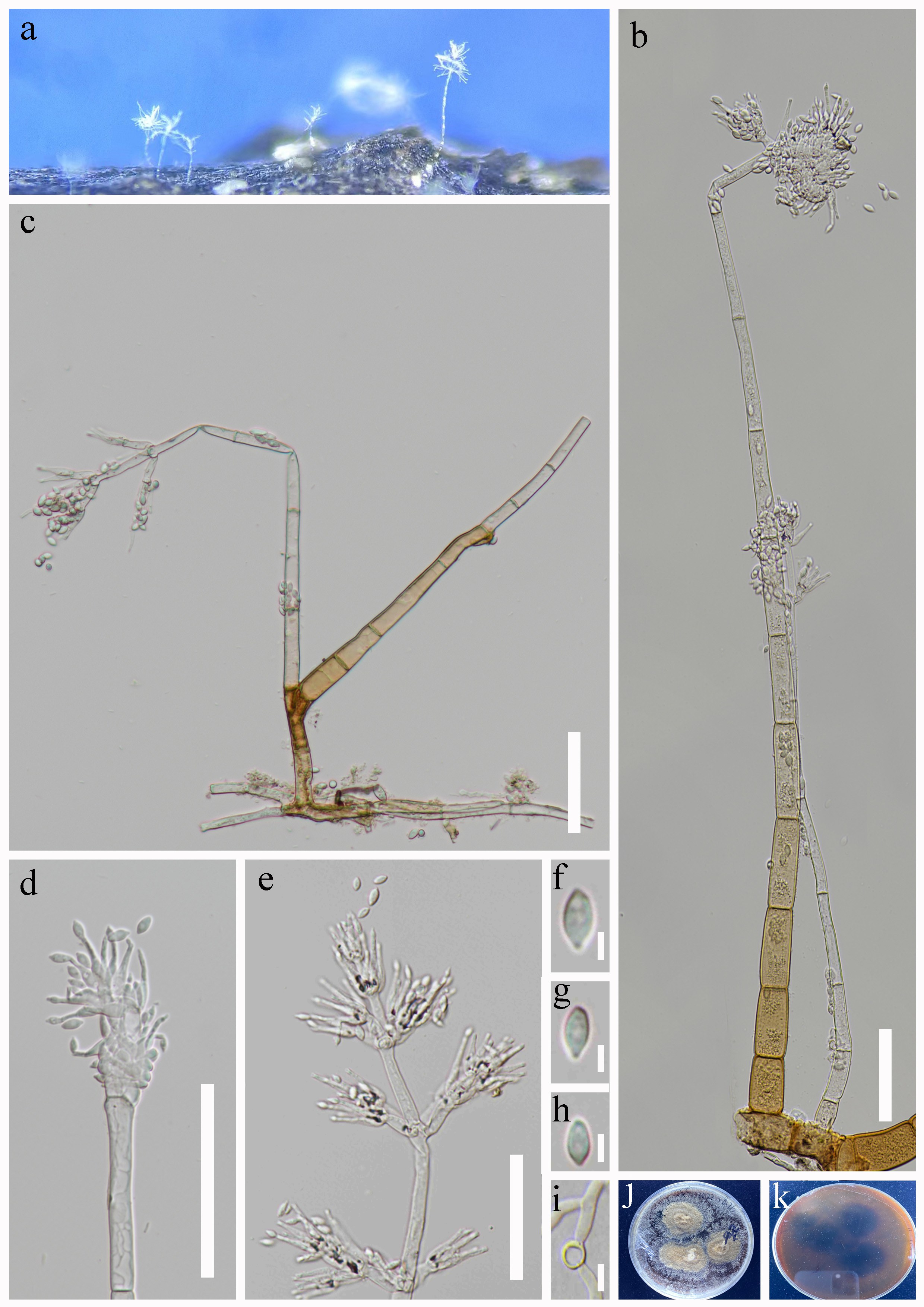 Figure 76